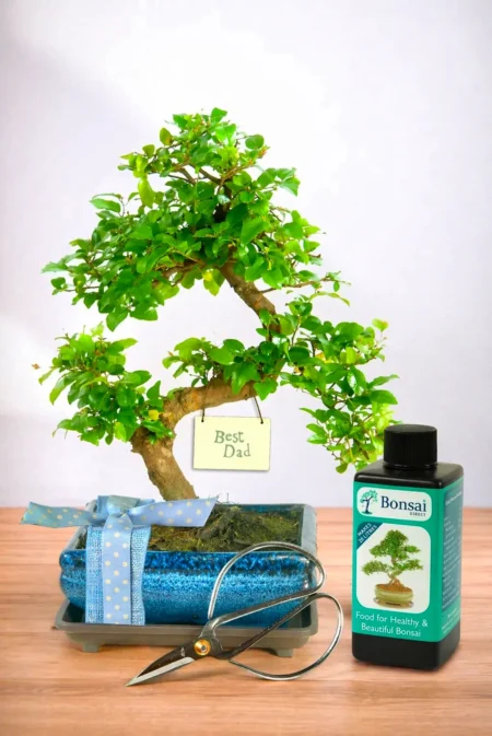 Twisty Fruiting Evergreen Indoor 'Best Dad' Bonsai Gift | Gift Wrap Included