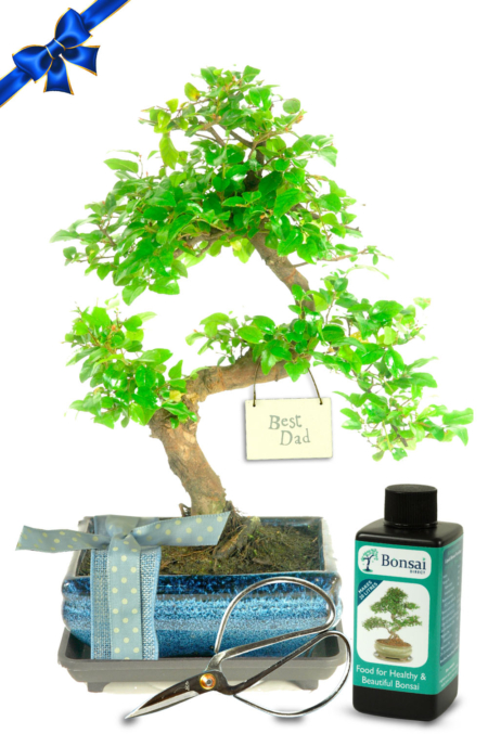 Twisty Fruiting Evergreen Indoor 'Best Dad' Bonsai Gift | Gift Wrap Included
