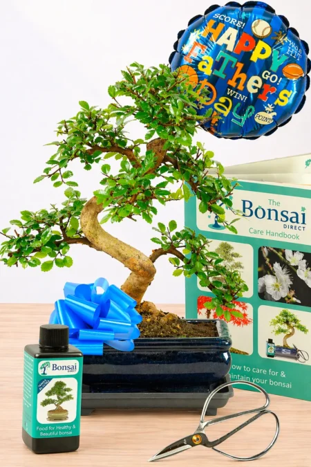 Comprehensive Twisty & Twiggy Father's Day Bonsai Set - 12 years old Larger Size