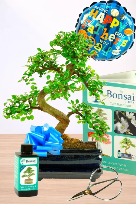 Comprehensive Twisty & Twiggy Father's Day Bonsai Set - 12 years old Larger Size
