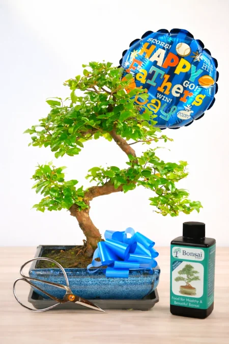 Unique Father’s Day Gift – 8-Year-Old Fruiting Chinese Sweet Plum Bonsai