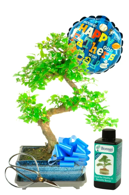 Unique Father’s Day Gift – 8-Year-Old Fruiting Chinese Sweet Plum Bonsai