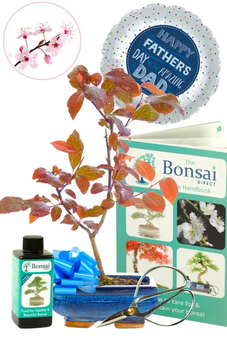 First Father’s Day Gift – A Bonsai That Grows With Dad
