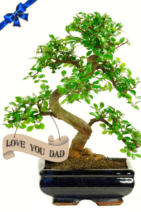 Father's Day Mid-Sized Twisty Chinese Elm Bonsai - 12 years old