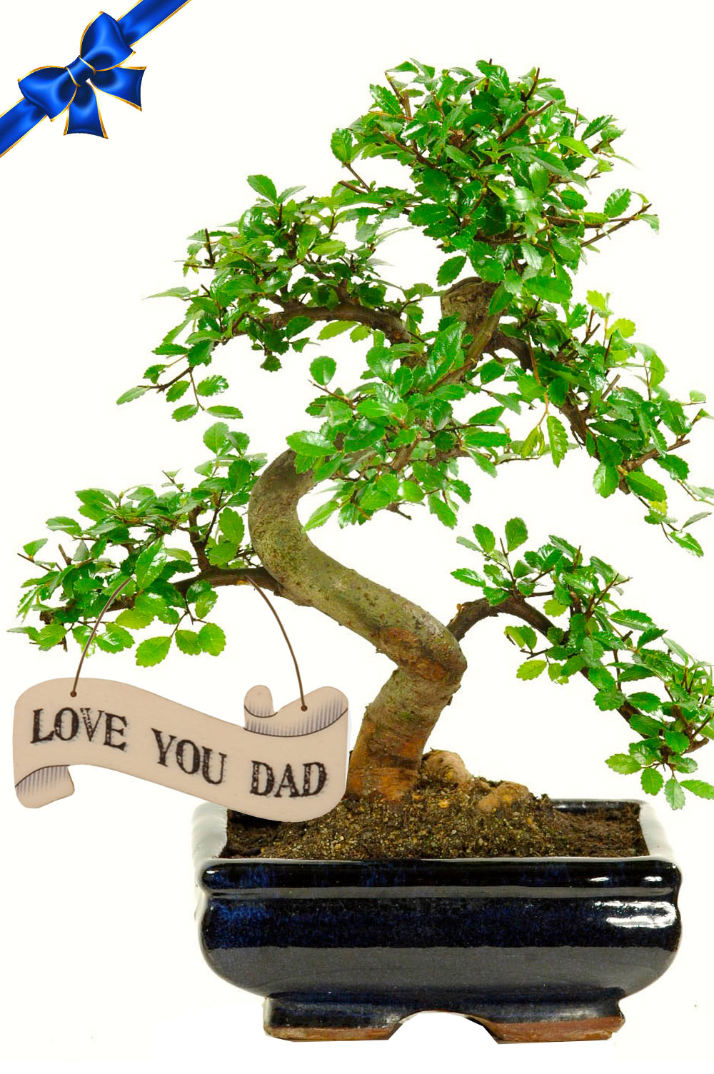 Father's Day Mid-Sized Twisty Chinese Elm Bonsai - 12 years old