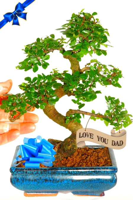 A Unique Father's Day Gift| Mid-Sized Twisty Chinese Elm Bonsai – 12 Years Old