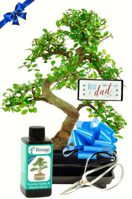 Great Father's Day Bonsai Gift Set | Includes Pruning Scissors & Fertilisers