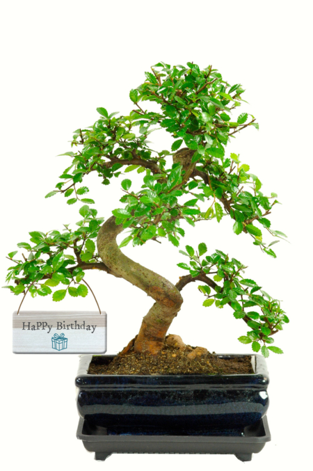 Twisty Chinese Elm bonsai gift for sale UK. Send a Plant for Birthday Gift