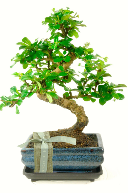 Twisty Flowering Tea Tree bonsai gift for sale UK