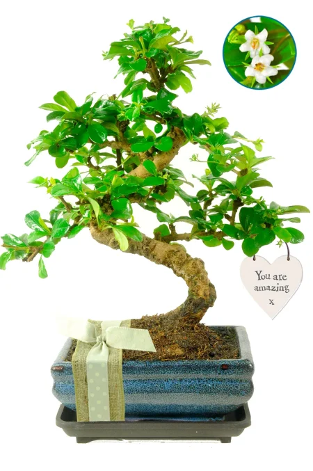 You Are Amazing Gift – Flowering Fukien Tea Bonsai
