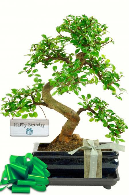 Bonsai Chinese Elm - Unusual Gift for Him or Her