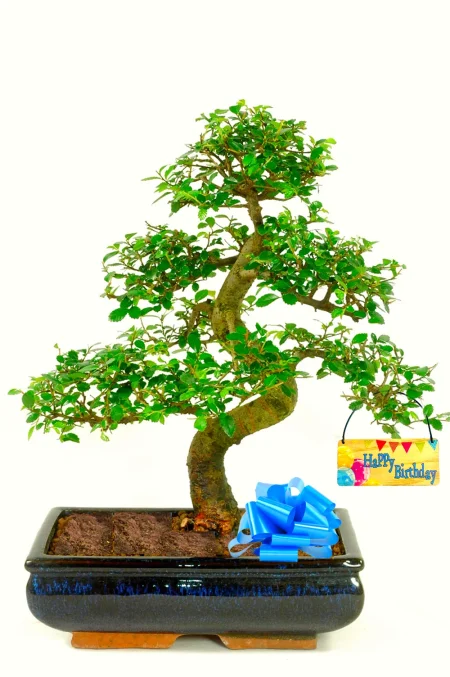 Chinese Elm Bonsai Gift ~ Large & Highly Refined Impressive Birthday Bonsai Tree | 16 years old