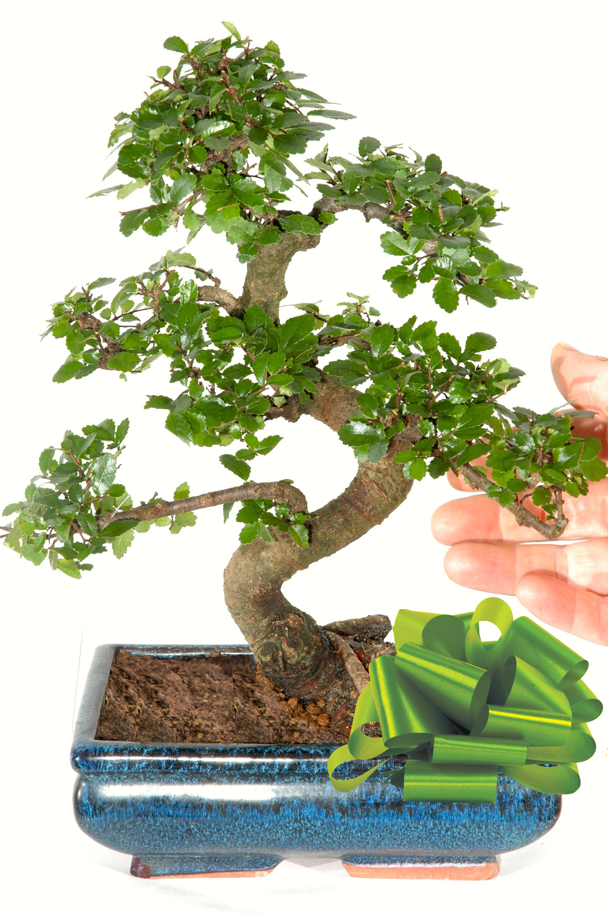 This Beautiful Chinese Elm Indoor Bonsai Tree Is For Sale In The Uk