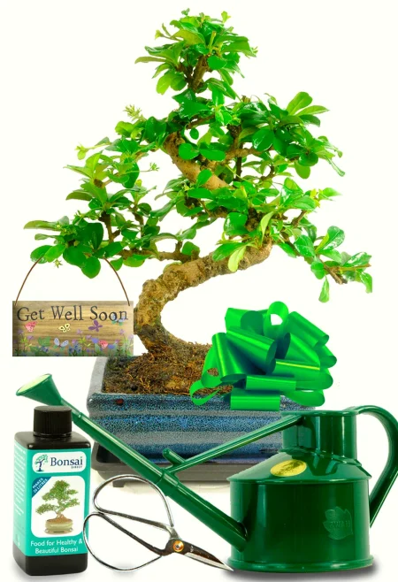 Get Well Soon Gift | Sensational Bonsai Gift with Accessories
