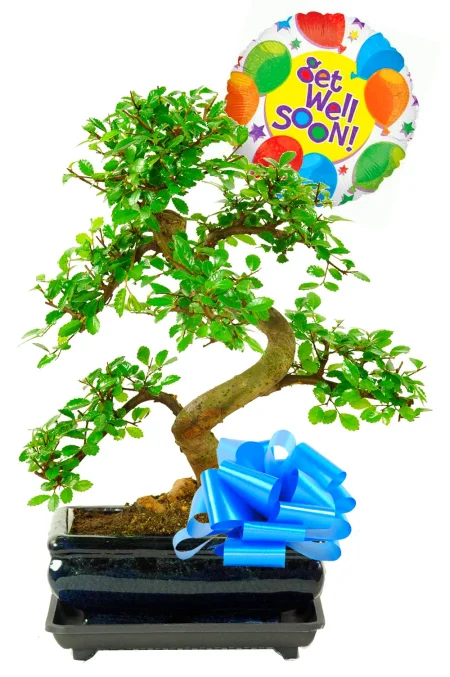 Get Well Soon Present | Wishing you a Speedy Recovery