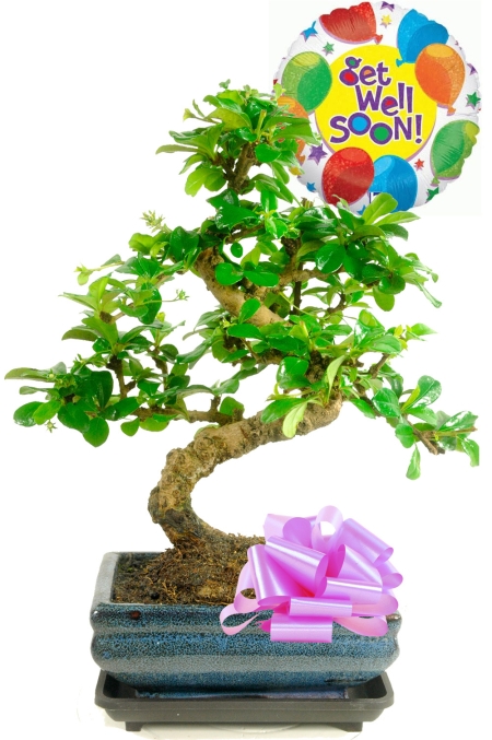 Perfect get well soon gift for plant lovers