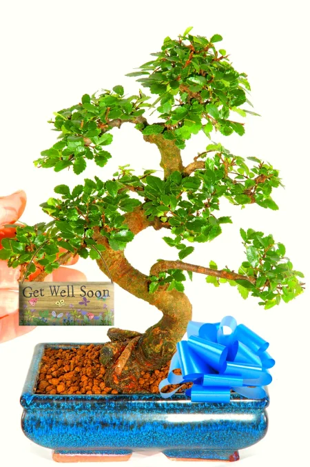 Get Well Gifts for Women and Men | 12 year old Twisty Chinese Elm Bonsai Gift