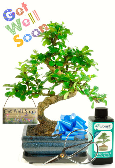 Twisty Flowering get Well Soon bonsai gift for sale UK