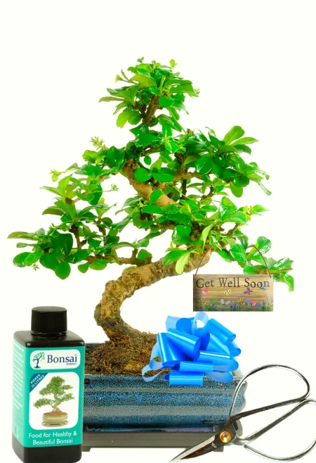 Get Well Soon Plant | Flowering Bonsai Gift - Perfect for beginners