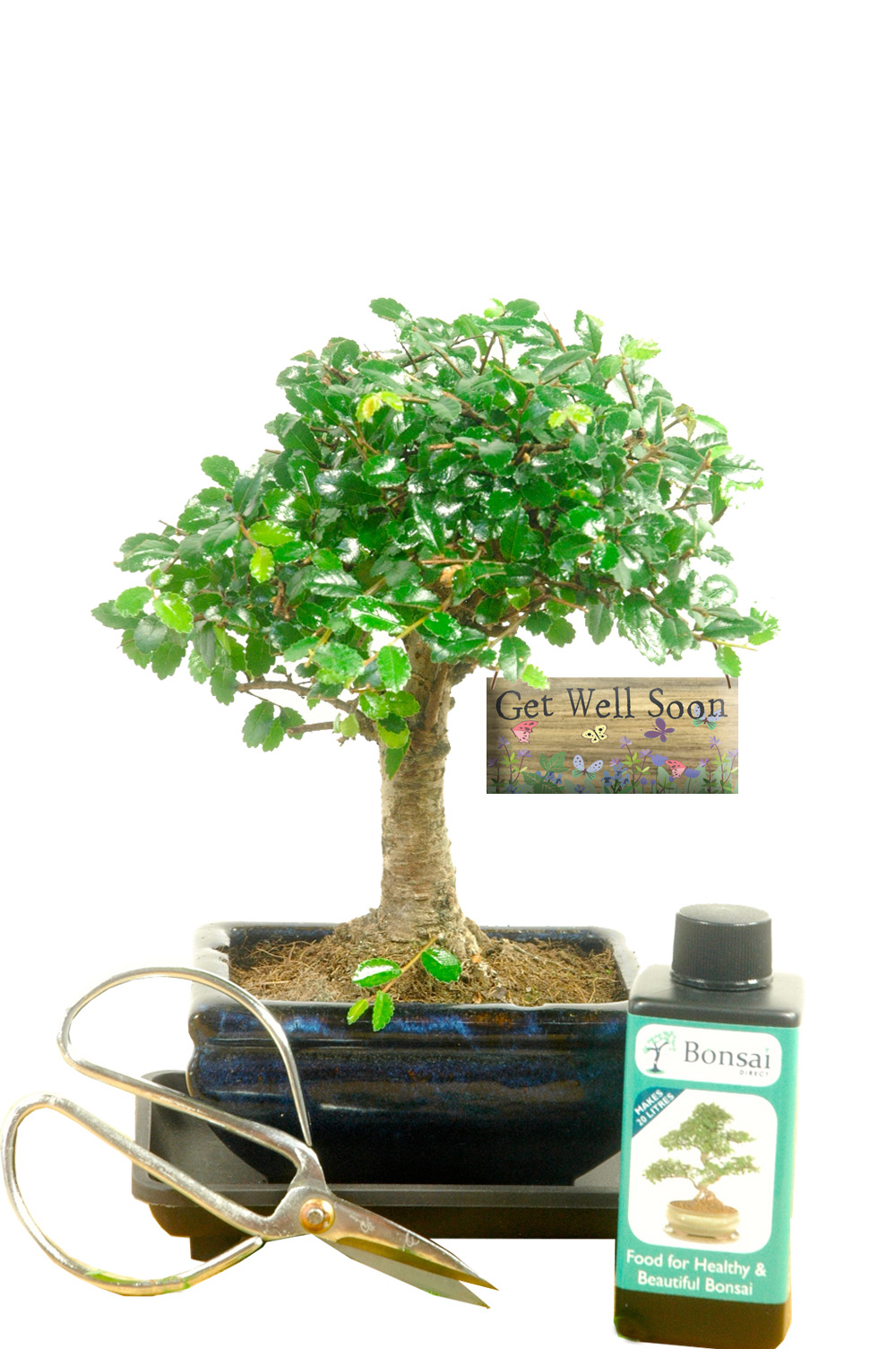 Get Well Gifts | Baby Bonsai Kit - Budget Eco-Friendly