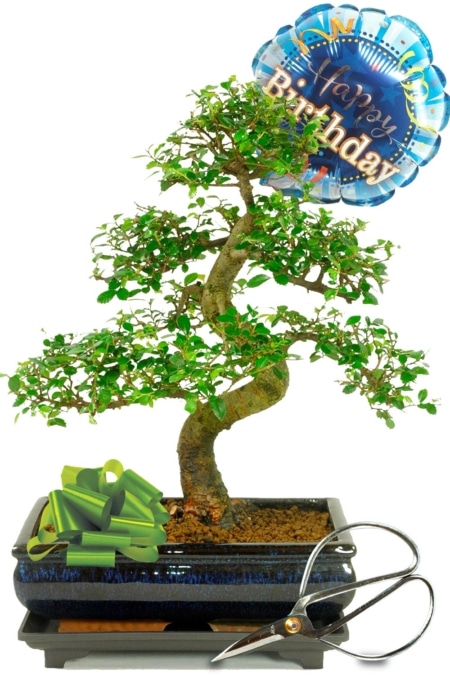 Green Birthday Present | Unique Birthday Gifts - Large Bonsai Tree Gift