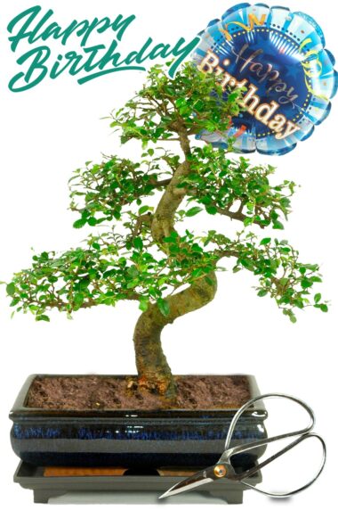 Gorgeous Large Chinese Elm indoor bonsai Birthday Kit - green birthday present