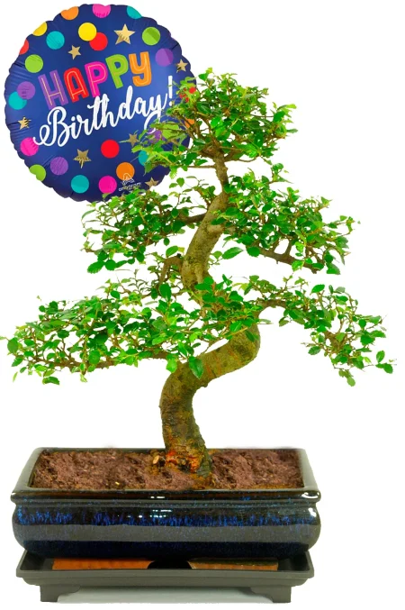 Green Birthday Present | Unique Large Bonsai Tree Birthday Gift