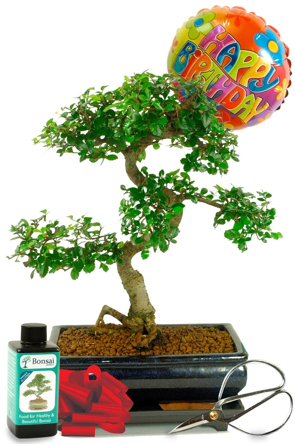 Happy Birthday Gift Chinese Elm Bonsai Tree Kit