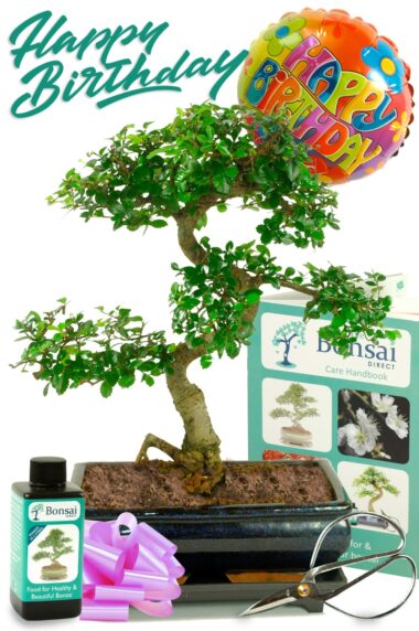 Lovely Indoor Birthday Set with Chinese Elm Bonsai - unique birthday gift for husband