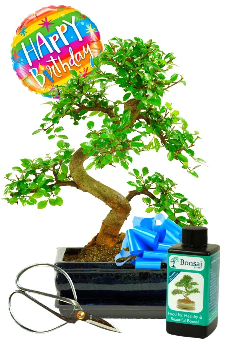 8 year old Chinese Elm birthday bonsai gift