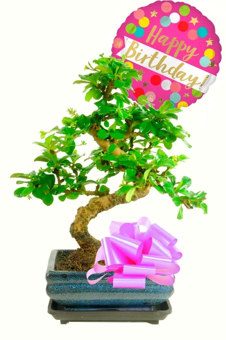 Gifts for Women | Happy Birthday Bonsai Gift for Her