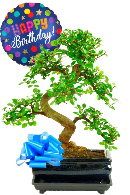 Birthday Gift for Him | Chinese Elm Bonsai with Happy Birthday Balloon