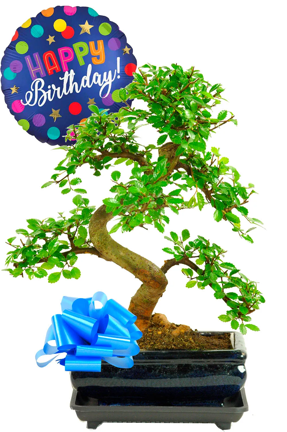 Birthday Gift for Him | Chinese Elm Bonsai with Happy Birthday Balloon