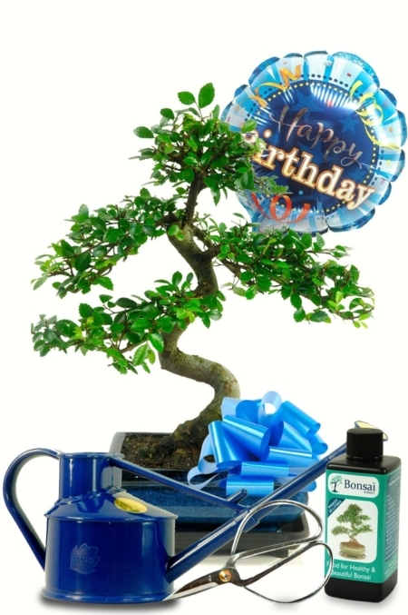 Awesome birthday gift idea | Unique and unusual bonsai plant gift
