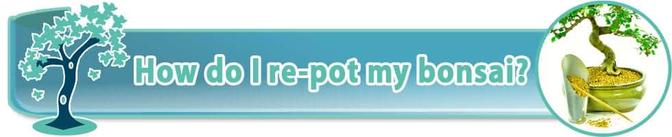 Re-potting indoor bonsai trees