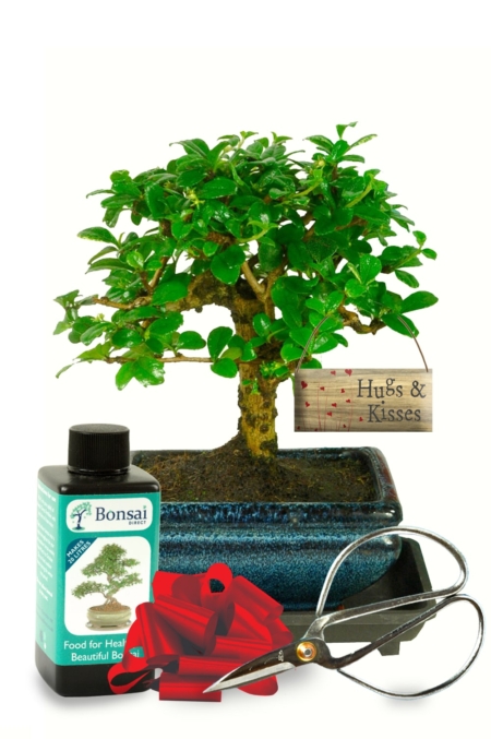 Sensational Woodland Style beginners flowering bonsai kit - Hugs & Kisses