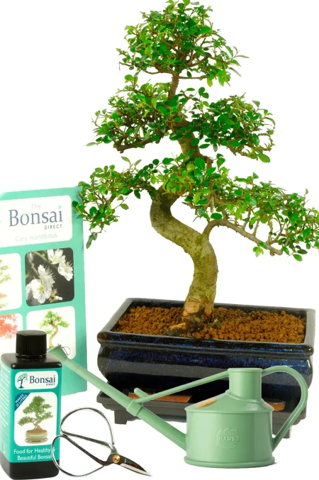 A Large Indoor Bonsai Starter Kit – Choose Chinese Elm or Flowering Fukien Tea Tree