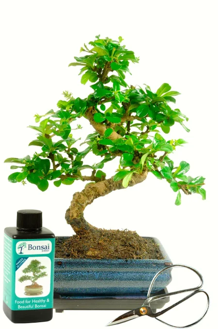 Bonsai Starter Kit – 8 Year Old Flowering Fukien Tea Indoor Set