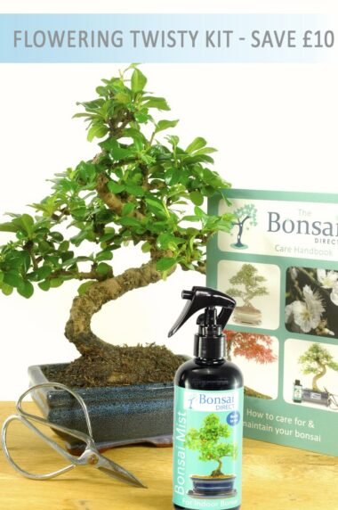 Flowering Tea tree bonsai starter kit for beginners