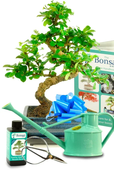 Ultimate Bonsai Kit for Indoors | A Beautiful 12-Year-Old Flowering Fukien Tea Tree