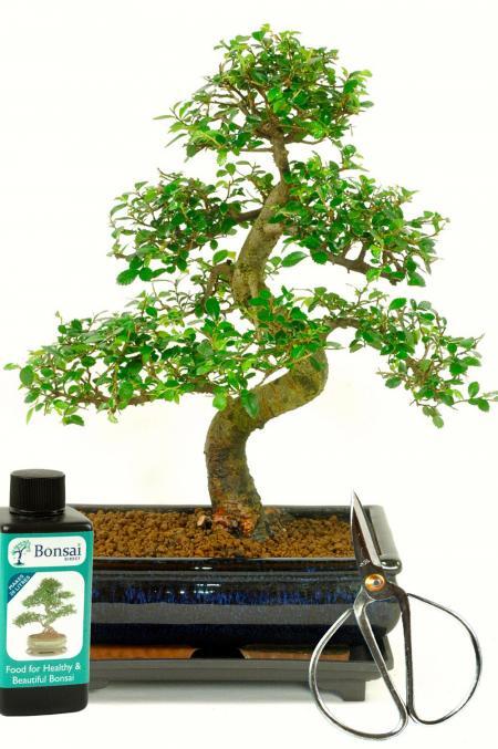 Large Chinese Elm Indoor Bonsai Kit - Perfect for beginners!