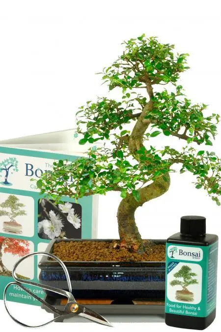 Large Indoor Bonsai Chinese Elm Set 3