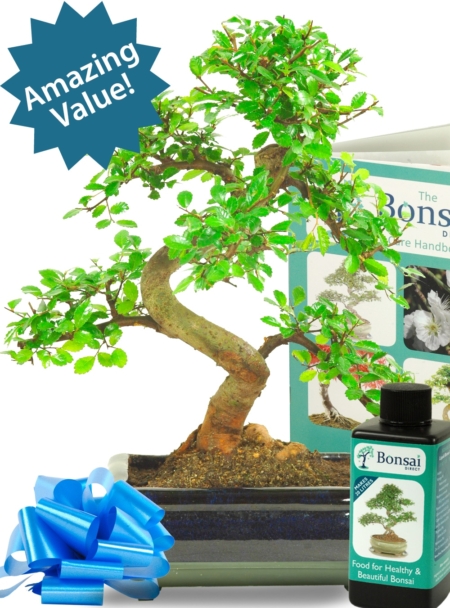 Amazing beginners Chinese Elm starter bonsai kit