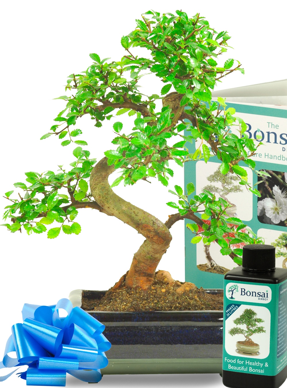 Comprehensive Chinese Elm Indoor Bonsai Starter Kit - Perfect for Beginners