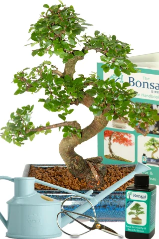 Outstanding Twisty Chinese Elm Bonsai Kit – Best Bonsai Kit for Beginners