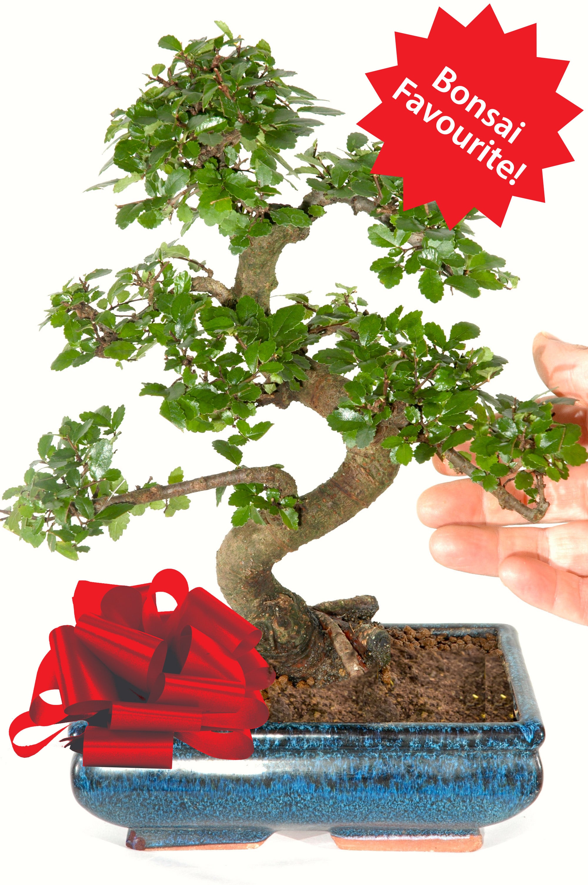 Chinese Elm Indoor Bonsai perfect for beginners with incredible structure