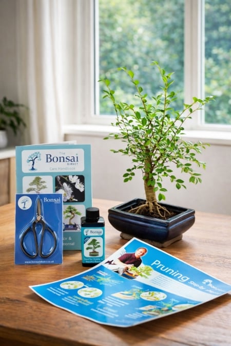 Baby Bonsai Kit: 6-Year-Old Chinese Elm Starter Set