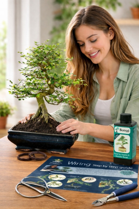 Bonsai Wiring Kit | 16 Year Chinese Elm Pruning & Wiring Starter Kit