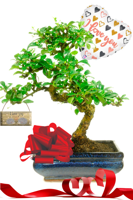 "I Love You" Flowering Indoor Bonsai Tree Gift | Fukien Tea Tree