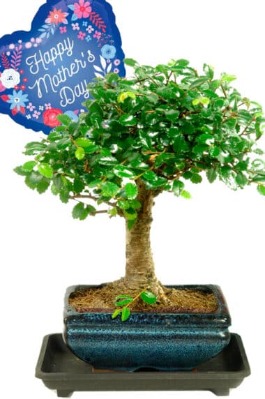 Cute Mothers Day beginners indoor bonsai tree with balloon